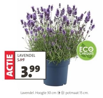 Promoties Lavendel - Huismerk - Intratuin - Geldig van 06/05/2024 tot 19/05/2024 bij Intratuin