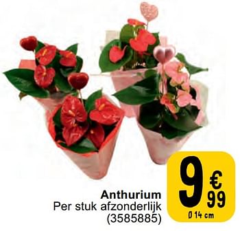 Promoties Anthurium - Huismerk - Cora - Geldig van 07/05/2024 tot 18/05/2024 bij Cora