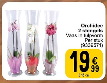 Promoties Orchidee 2 stengels - Huismerk - Cora - Geldig van 07/05/2024 tot 18/05/2024 bij Cora