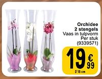 Orchidee 2 stengels-Huismerk - Cora
