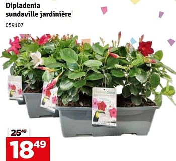 Promotions Dipladenia sundaville jardinière - Produit maison - Mr. Bricolage - Valide de 07/05/2024 à 16/05/2024 chez Mr. Bricolage