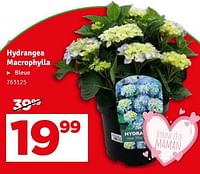 Promotions Hydrangea macrophylla - Produit maison - Mr. Bricolage - Valide de 07/05/2024 à 16/05/2024 chez Mr. Bricolage