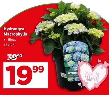 Promotions Hydrangea macrophylla - Produit maison - Mr. Bricolage - Valide de 07/05/2024 à 16/05/2024 chez Mr. Bricolage