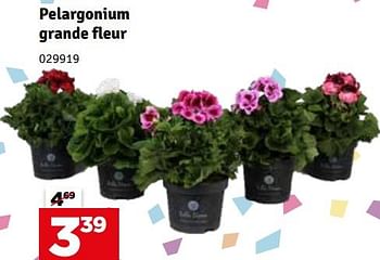 Promoties Pelargonium grande fleur - Huismerk - Mr. Bricolage - Geldig van 07/05/2024 tot 16/05/2024 bij Mr. Bricolage