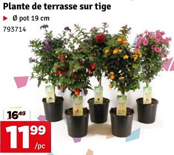 Promotions Plante de terrasse sur tige - Produit maison - Mr. Bricolage - Valide de 07/05/2024 à 16/05/2024 chez Mr. Bricolage