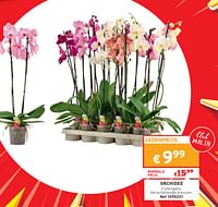 Orchidee-Huismerk - Trafic 