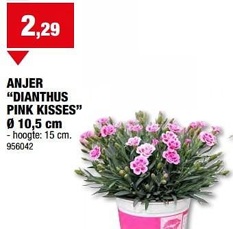 Promotions Anjer dianthus pink kisses - Produit maison - Hubo  - Valide de 08/05/2024 à 19/05/2024 chez Hubo