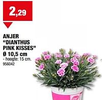 Anjer dianthus pink kisses-Huismerk - Hubo 