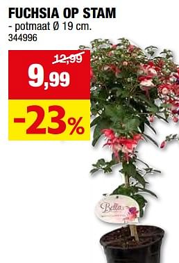 Promoties Fuchsia op stam - Huismerk - Hubo  - Geldig van 08/05/2024 tot 19/05/2024 bij Hubo