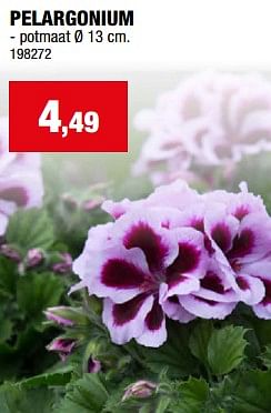 Promoties Pelargonium - Huismerk - Hubo  - Geldig van 08/05/2024 tot 19/05/2024 bij Hubo
