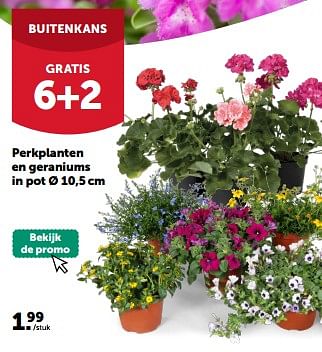 Promotions Perkplanten en geraniums in pot - Produit maison - Aveve - Valide de 08/05/2024 à 19/05/2024 chez Aveve