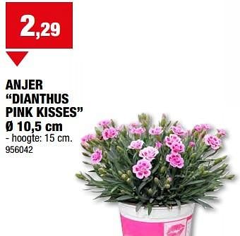 Promoties Anjer dianthus pink kisses - Huismerk - Hubo  - Geldig van 08/05/2024 tot 19/05/2024 bij Hubo