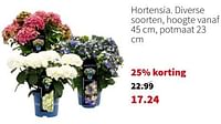 Promoties Hortensia - Huismerk - Intratuin - Geldig van 13/05/2024 tot 19/05/2024 bij Intratuin