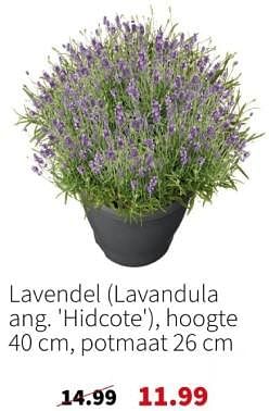 Promotions Lavendel - Produit maison - Intratuin - Valide de 13/05/2024 à 19/05/2024 chez Intratuin
