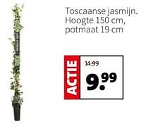 Promoties Toscaanse jasmijn - Huismerk - Intratuin - Geldig van 13/05/2024 tot 19/05/2024 bij Intratuin