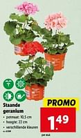 Promoties Staande geranium - Huismerk - Lidl - Geldig van 15/05/2024 tot 21/05/2024 bij Lidl