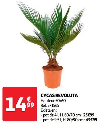 Promotions Cycas revoluta - Produit Maison - Auchan Ronq - Valide de 07/05/2024 à 13/05/2024 chez Auchan Ronq