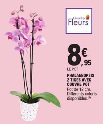 Promotions Phalaenopsis 2 tiges avec couvre pot - Produit Maison - E.Leclerc - Valide de 14/05/2024 à 25/05/2024 chez E.Leclerc