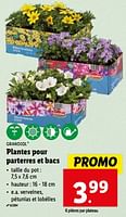 Promotions Plantes pour parterres et bacs - Grandiol - Valide de 15/05/2024 à 21/05/2024 chez Lidl