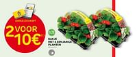 Promoties Bakje met 6 eenjarige planten - Huismerk - Brico - Geldig van 15/05/2024 tot 27/05/2024 bij Brico
