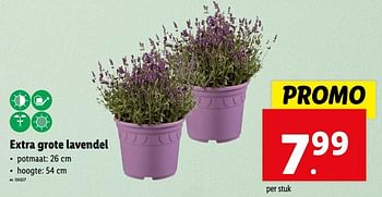 Promotions Extra grote lavendel - Produit maison - Lidl - Valide de 22/05/2024 à 28/05/2024 chez Lidl