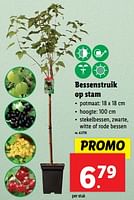 Promoties Bessenstruik op stam - Huismerk - Lidl - Geldig van 22/05/2024 tot 28/05/2024 bij Lidl