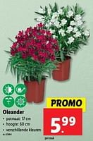 Promoties Oleander - Huismerk - Lidl - Geldig van 22/05/2024 tot 28/05/2024 bij Lidl