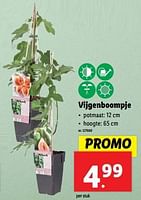 Promoties Vijgenboompje - Huismerk - Lidl - Geldig van 22/05/2024 tot 28/05/2024 bij Lidl