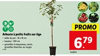 Promotions Arbuste à petits fruits sur tige - Produit maison - Lidl - Valide de 22/05/2024 à 28/05/2024 chez Lidl