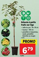 Promotions Arbuste à petits fruits sur tige - Produit maison - Lidl - Valide de 22/05/2024 à 28/05/2024 chez Lidl