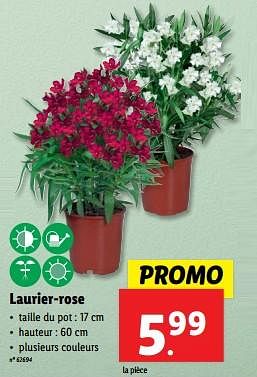 Promotions Laurier-rose - Produit maison - Lidl - Valide de 22/05/2024 à 28/05/2024 chez Lidl