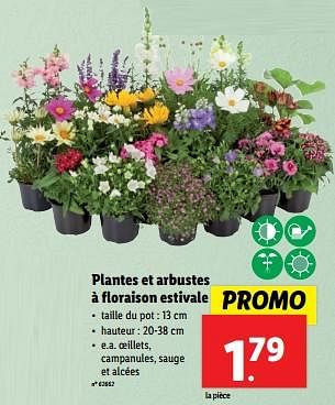 Promotions Plantes et arbustes à floraison estivale - Produit maison - Lidl - Valide de 22/05/2024 à 28/05/2024 chez Lidl