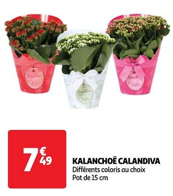 Promoties Kalanchoë calandiva - Huismerk - Auchan - Geldig van 22/05/2024 tot 27/05/2024 bij Auchan