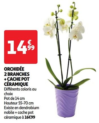 Promoties Orchidée 2 branches + cache pot céramique - Huismerk - Auchan - Geldig van 22/05/2024 tot 27/05/2024 bij Auchan