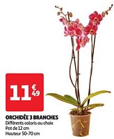 Promotions Orchidée 3 branches - Produit Maison - Auchan Ronq - Valide de 22/05/2024 à 27/05/2024 chez Auchan Ronq