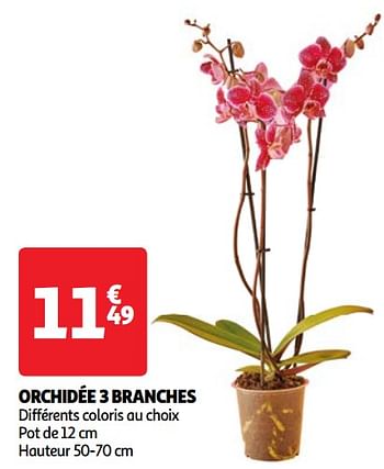 Promoties Orchidée 3 branches - Huismerk - Auchan - Geldig van 22/05/2024 tot 27/05/2024 bij Auchan