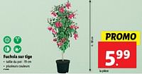 Promotions Fuchsia sur tige - Produit maison - Lidl - Valide de 29/05/2024 à 04/06/2024 chez Lidl