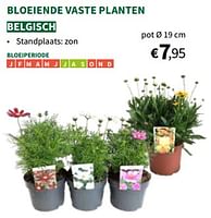 Promoties Bloeiende vaste planten - Huismerk - Horta - Geldig van 22/05/2024 tot 02/06/2024 bij Horta
