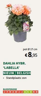 Dahlia hybr labella-Huismerk - Horta