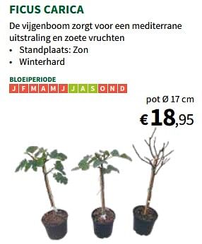 Promoties Ficus carica - Huismerk - Horta - Geldig van 22/05/2024 tot 02/06/2024 bij Horta