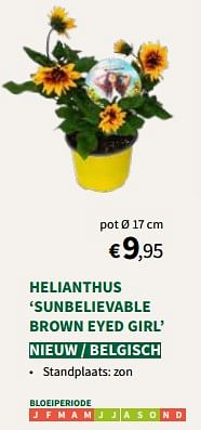 Helianthus sunbelievable brown eyed girl-Huismerk - Horta