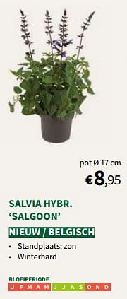 Salvia hybr salgoon-Huismerk - Horta