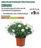Promoties Argyranthemum frutescens - Huismerk - Horta - Geldig van 22/05/2024 tot 02/06/2024 bij Horta