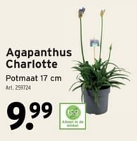 Promoties Agapanthus charlotte - Huismerk - Gamma - Geldig van 22/05/2024 tot 04/06/2024 bij Gamma