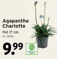 Promotions Agapanthe charlotte - Produit maison - Gamma - Valide de 22/05/2024 à 04/06/2024 chez Gamma