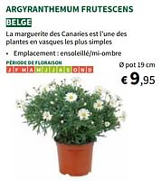 Promotions Argyranthemum frutescens - Produit maison - Horta - Valide de 22/05/2024 à 02/06/2024 chez Horta