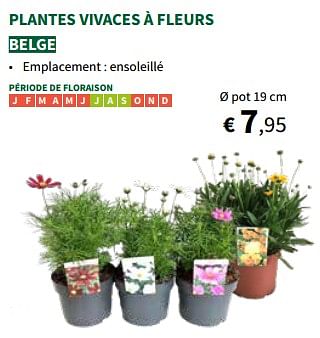 Promotions Plantes vivaces à fleurs - Produit maison - Horta - Valide de 22/05/2024 à 02/06/2024 chez Horta