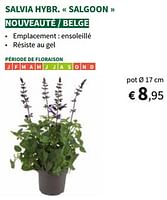 Promotions Salvia hybr. salgoon - Produit maison - Horta - Valide de 22/05/2024 à 02/06/2024 chez Horta
