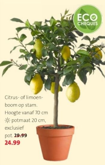 Promoties Citrus- of limoenboom op stam - Huismerk - Intratuin - Geldig van 27/05/2024 tot 09/06/2024 bij Intratuin