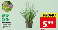 Promoties Allium sierui - Huismerk - Lidl - Geldig van 05/06/2024 tot 11/06/2024 bij Lidl